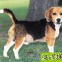 小猎兔狗／比格犬 动物世界