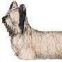 澳洲丝毛梗 Australian Silky Terrier 动物世界