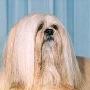 拉萨犬 Lhasa Apso 动物世界