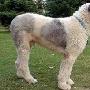 英国最古老的牧羊犬之一 动物世界