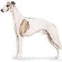惠比特犬 Whippet 动物世界