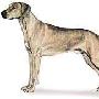 罗得西亚背脊犬 Rhodesian Ridgeback 动物世界