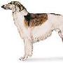 苏俄牧羊犬 Borzoi 动物世界