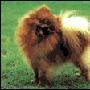 博美犬 Pomeranian 动物世界