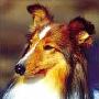 喜乐蒂牧羊犬的养护和美容(组图) 动物世界