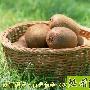 厨房美人计冬季水果养颜
