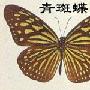 青粉蝶与青斑蝶