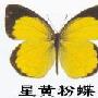 星黄粉蝶的小介绍