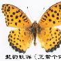 见怪不怪的拟斑豹蛱蝶