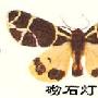 砌石篱灯蛾的介绍