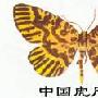 中国虎尺蛾的介绍
