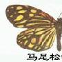 马尾松锦斑蛾