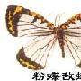 粉蝶敌蛾的介绍