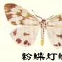 粉蝶灯蛾的介绍