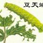 童年长角的天蛾