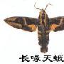 长喙天蛾的蜂鸟之迷