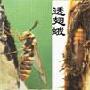 形似马蜂的透翅蛾