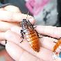 新宠美国蟑螂身价百元