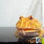 角蛙的饲养常识