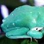 墨西哥巨人叶蛙介绍