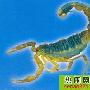 东亚钳蝎介绍