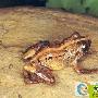 棕雨蛙的简单介绍
