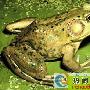 猪鸣蛙的简单介绍