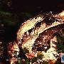 三角枯叶蛙介绍