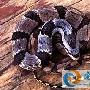 横纹斜鳞蛇介绍