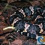 纹面腹蛇简单介绍