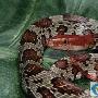 百花蛇的介绍