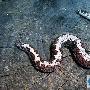非洲沙蟒介绍