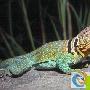 东部颈环蜥的饲养技巧