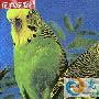 三种常见家庭观赏鸟饲养