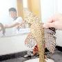 清道夫可能造成外来物种侵害