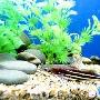 印度“四线猫”现身海洋水族馆