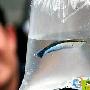 “鱼医生”落户东湖海洋世界