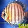 蓝七彩神仙鱼的介绍