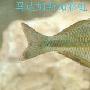 马达加斯加彩虹介绍