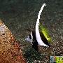 蝙蝠鱼