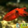 希奇古怪的水族宠物-软体动物
