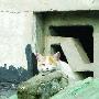 瞧这被营救的猫
