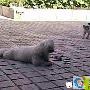 狗从猫爪下抢耗子