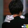 街头上如此可爱的小猫