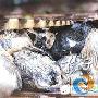 南京查报站接举报救下200只可怜小猫
