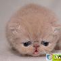 加菲猫原形——红虎斑异国短毛猫