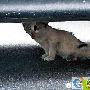流浪猫马路轧断腿 街头接力救猫