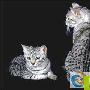 埃及猫的图片介绍