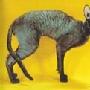 耳帝王猫 CORNISH REX介绍