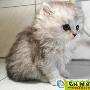 可爱的猫猫